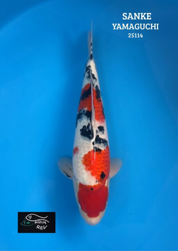 25114 Carpe Koi Sanke - Yamaguchi