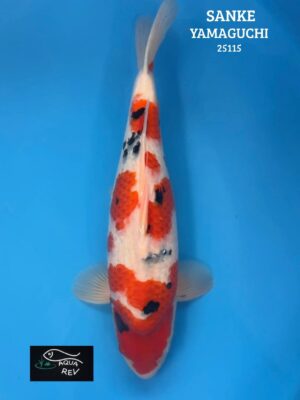 Carpe Koi SANKE - YAMAGUCHI
