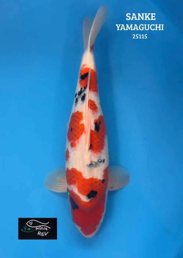 Carpe Koi SANKE - YAMAGUCHI