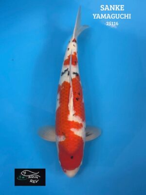 Carpe Koi SANKE - YAMAGUCHI