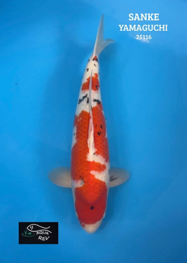 Carpe Koi SANKE - YAMAGUCHI
