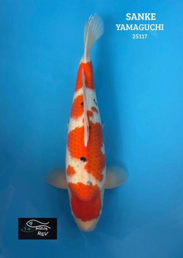 Carpe Koi Sanke - yamaguchi