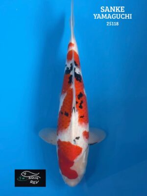 Carpe Koi sanke - yamaguchi