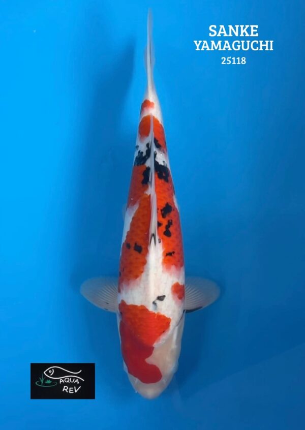 Carpe Koi sanke - yamaguchi