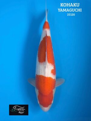 Carpe Koi Kohaku - Yamaguchi