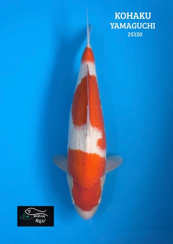 25120 Carpe Koi Kohaku - Yamaguchi