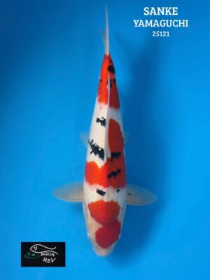 25121 Carpe Koi sanke - yamaguchi