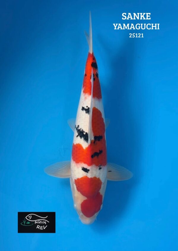Carpe Koi sanke - yamaguchi