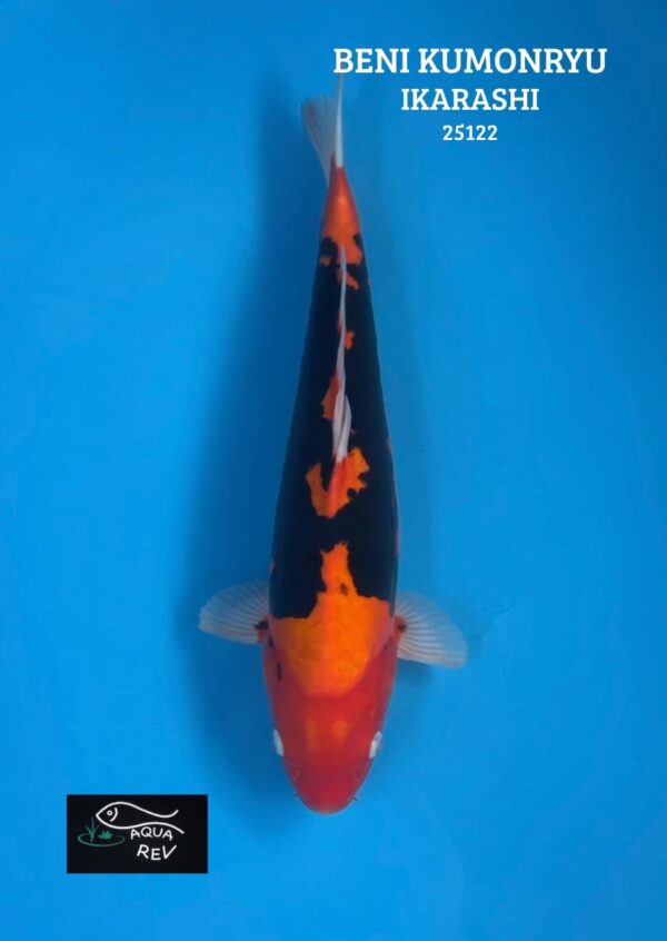 25122 Carpe Koi Beni Kumonryu - Ikarashi Ozumi