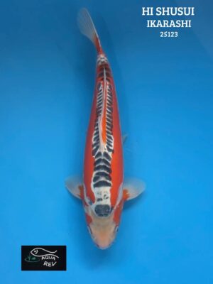 25123 Carpe Koi HI SHUSUI - IKARASHI OZUMI