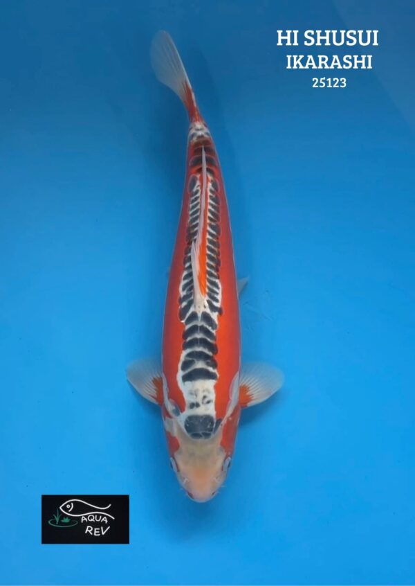 25123 Carpe Koi HI SHUSUI - IKARASHI OZUMI