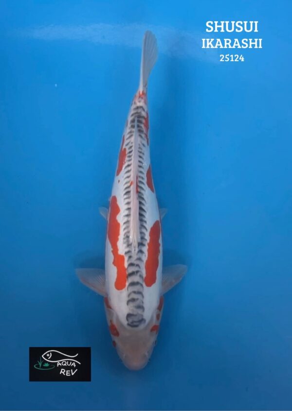 25124 Carpe Koi SHUSUI - IKARASHI OZUMI