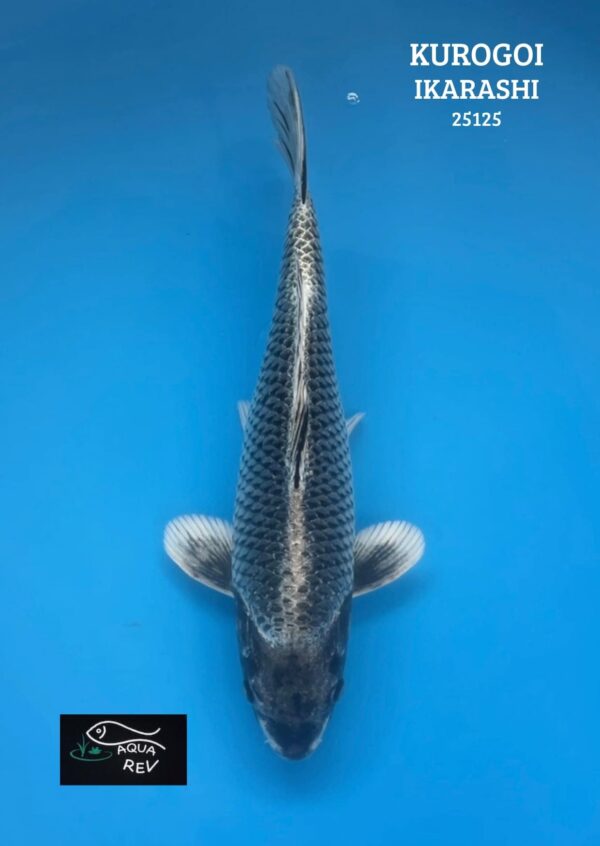 Carpe Koi KUROGOI - IKARASHI OZUMI