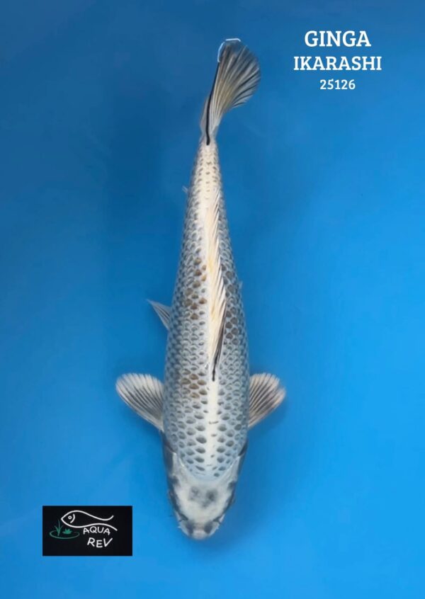 Carpe Koi GINGA - IKARASHI OZUMI