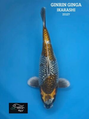 Carpe Koi Ginrin Ginga - Ikarashi Ozumi