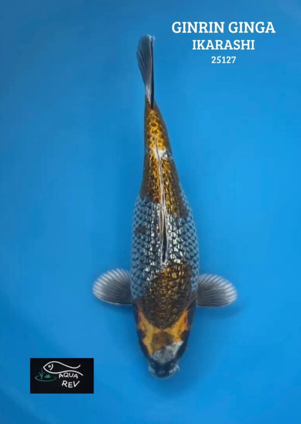 Carpe Koi Ginrin Ginga - Ikarashi Ozumi