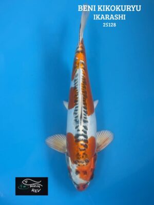 25128 Carpe Koi BENI KIKOKURYU - IKARASHI OZUMI