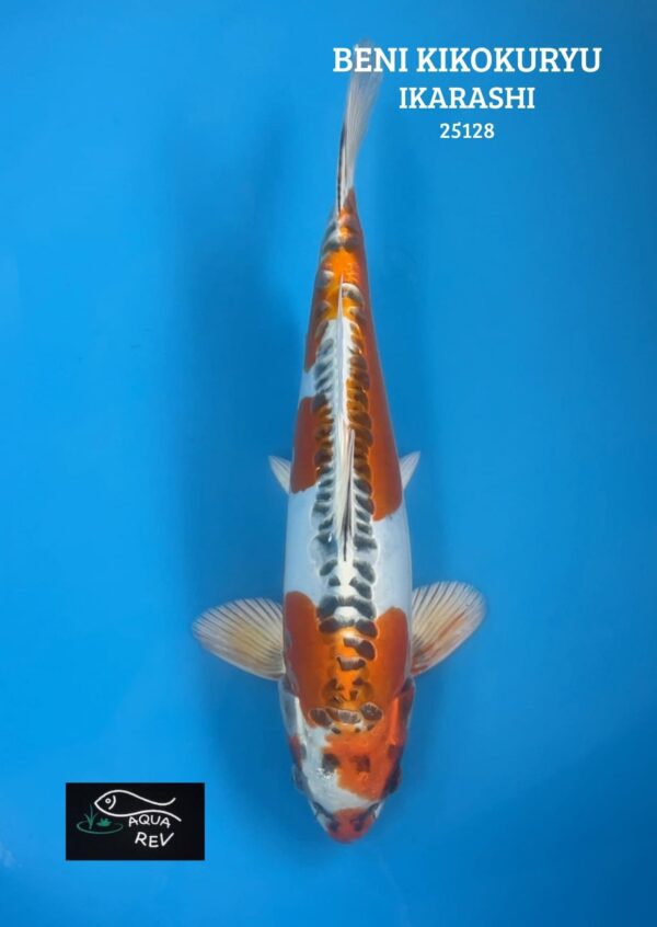 Carpe Koi BENI KIKOKURYU - IKARASHI OZUMI