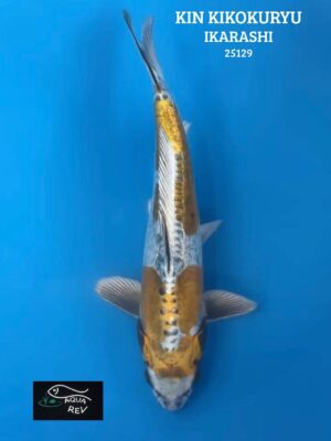 25129 Carpe Koi KIN KIKOKURYU - IKARASHI OZUMI
