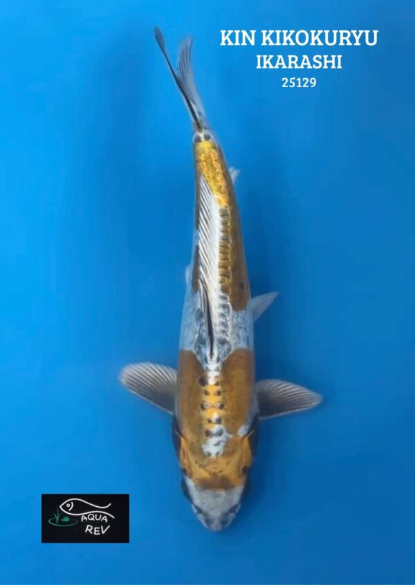 Carpe Koi KIN KIKOKURYU - IKARASHI OZUMI