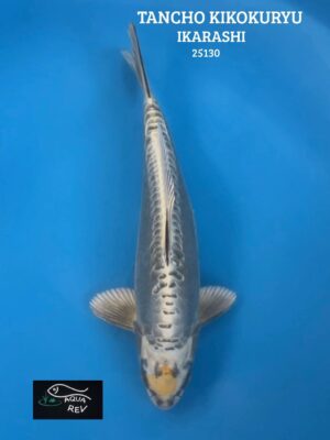 25130 Carpe Koi TANCHO KIN KIKOKURYU - IKARASHI OZUMI