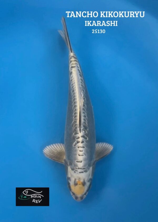 Carpe Koi TANCHO KIN KIKOKURYU - IKARASHI OZUMI