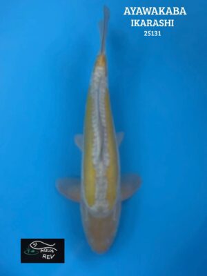 25131 Carpe Koi AYA WAKABA - IKARASHI OZUMI