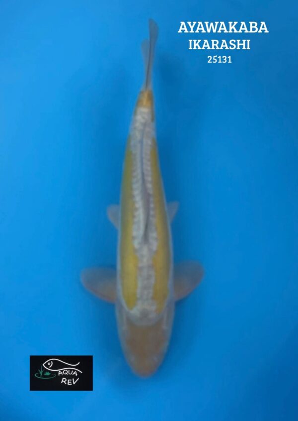 25131 Carpe Koi AYA WAKABA - IKARASHI OZUMI