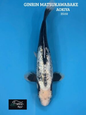 Carpe Koi GINRIN matsukawabake - Aokiya