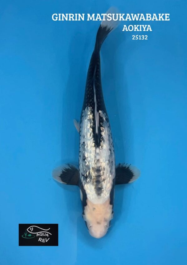 Carpe Koi GINRIN matsukawabake - Aokiya