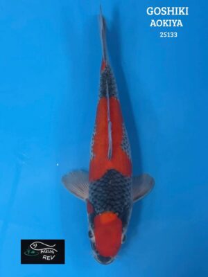 Carpe Koi Goshiki - Aokiya