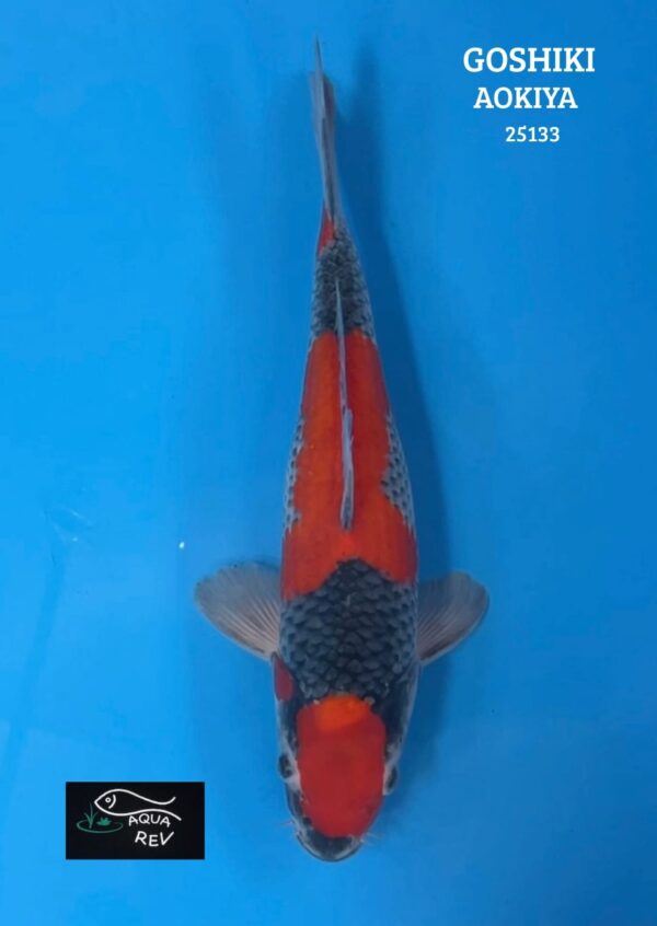 Carpe Koi Goshiki - Aokiya