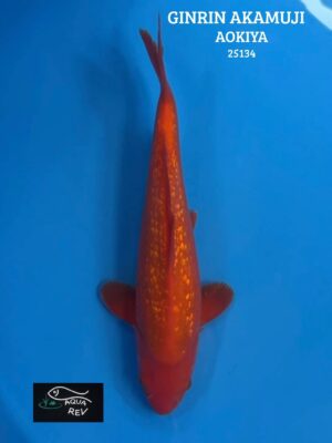 Carpe Koi Ginrin aka muji - Aokiya