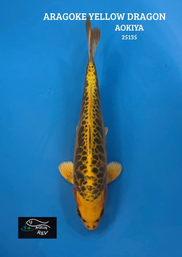 Carpe Koi Aragoke Yellow dragon - Aokiya