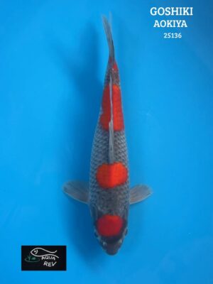 Carpe Koi Goshiki  - Aokiya