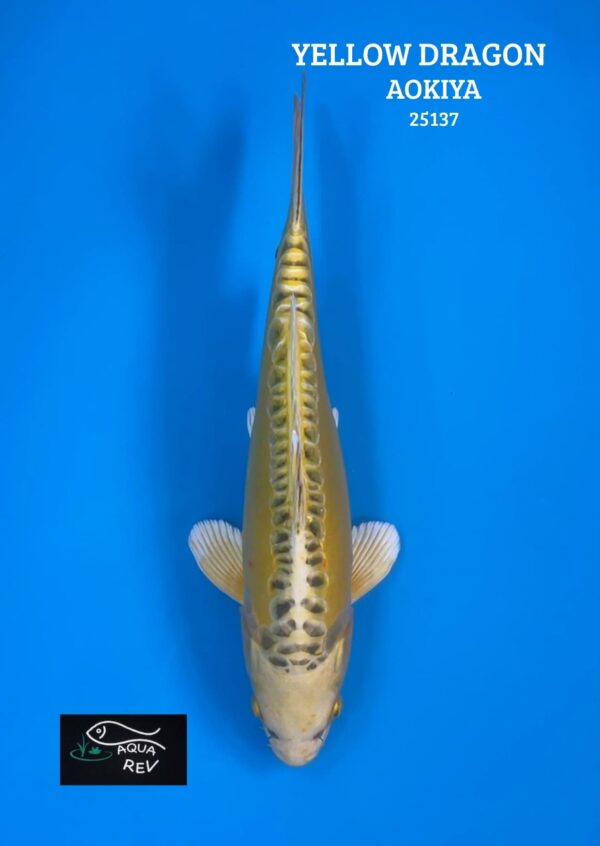 25137 Carpe Koi Yellow dragon - Aokiya