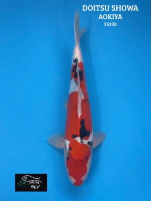Carpe Koi Doitsu showa - Aokiya
