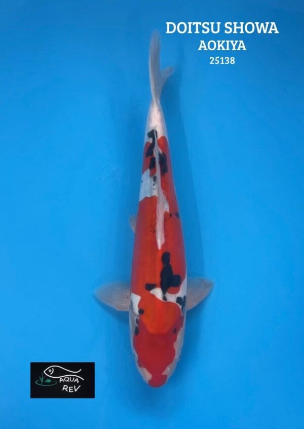 Carpe Koi Doitsu showa - Aokiya