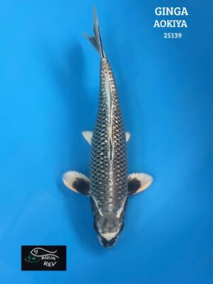 Carpe Koi Ginga - Aokiya