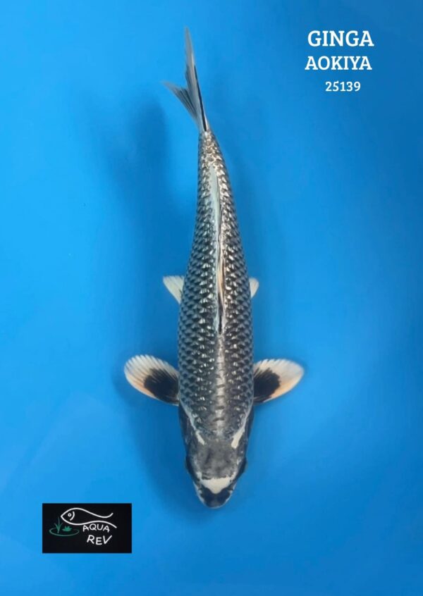 25139 Carpe Koi Ginga - Aokiya