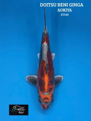 Carpe Koi Doitsu béni ginga - Aokiya