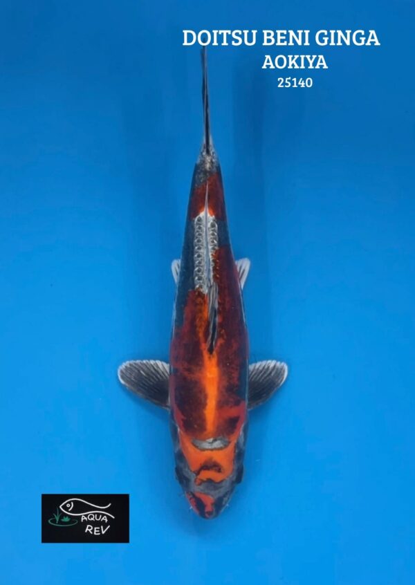 Carpe Koi Doitsu béni ginga - Aokiya