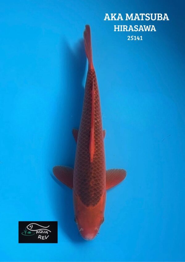25141 Carpe Koi Aka Matsuba - Hirasawa