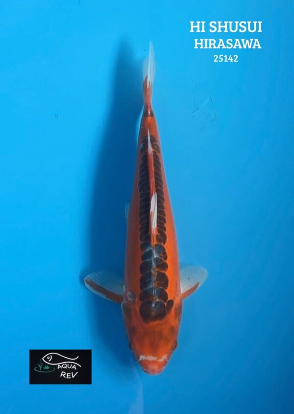 Carpe Koi Hi Shusui - Hirasawa