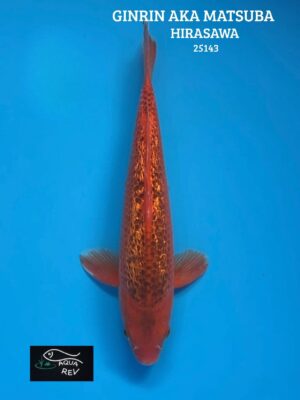Carpe Koi Ginrin Aka Matsuba - Hirasawa