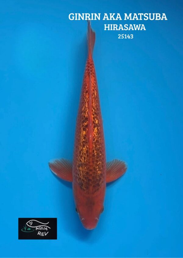 Carpe Koi Ginrin Aka Matsuba - Hirasawa