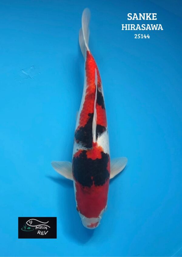 Carpe Koi Sanke - Hirasawa