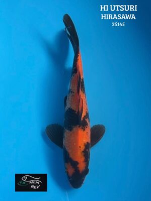 Carpe Koi Hi Utsuri - Hirasawa