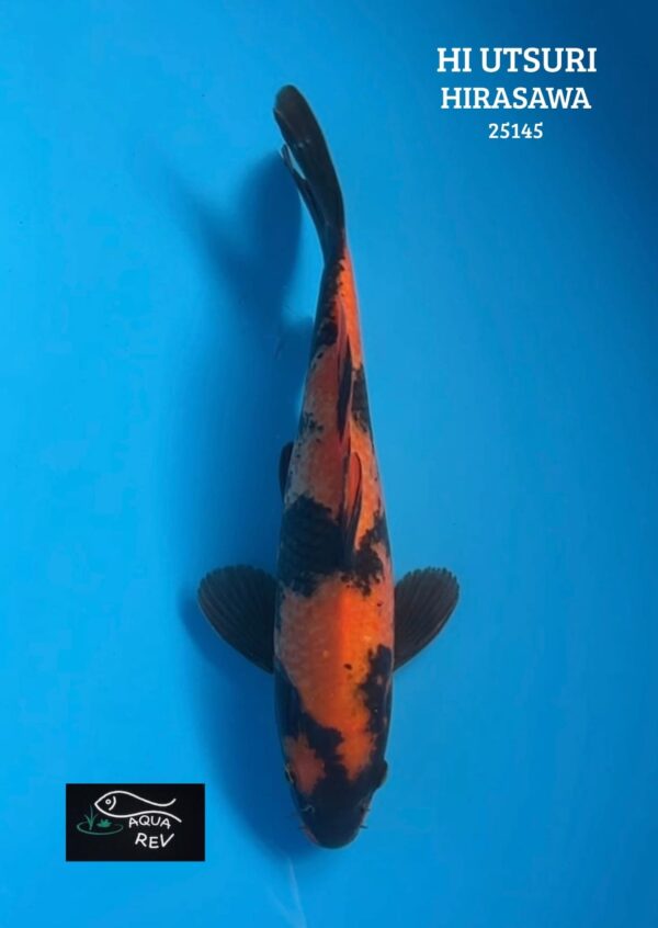 Carpe Koi Hi Utsuri - Hirasawa