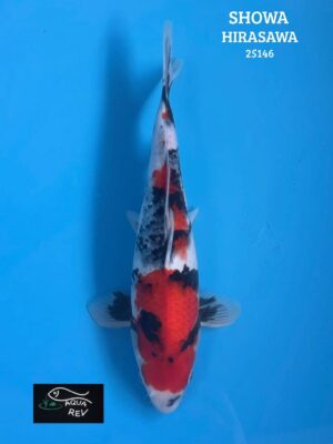 25146 Carpe Koi Showa - Hirasawa